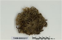 藏品(灰苔科)的圖片